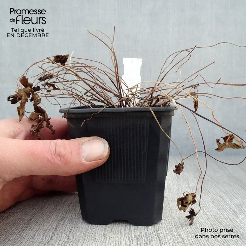 Amostra de Géranium vivace oxonianum Rosenlicht Vaso de 8/9 cm tal como entregue no inverno