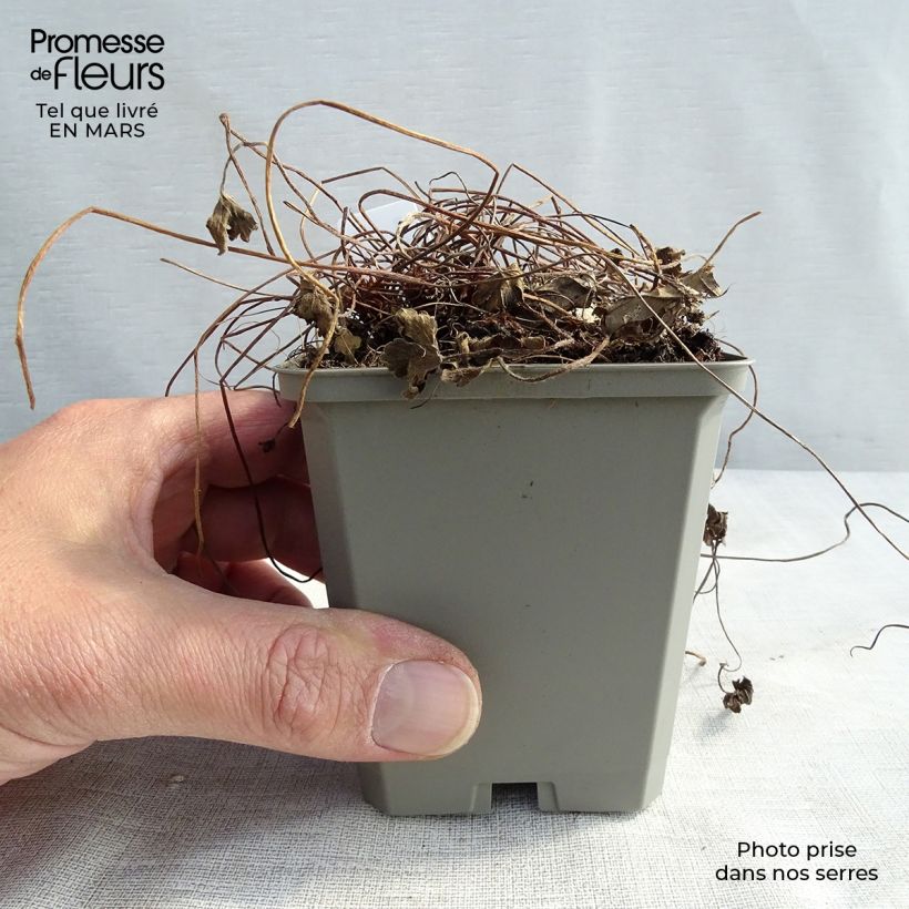 Amostra de Gerânio Sanne Vaso de 8/9 cm tal como entregue no inverno