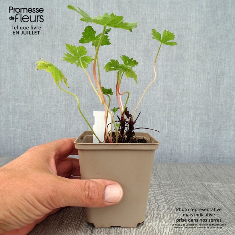 Amostra de Gerânio Sherwood Vaso de 8/9 cm tal como entregue no verão