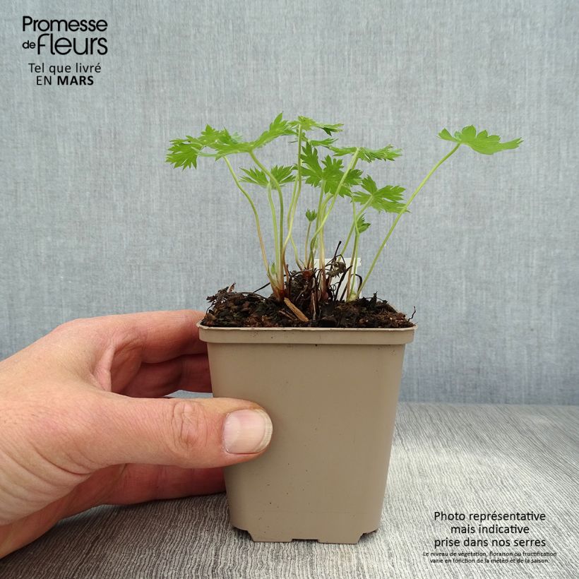 Amostra de Gerânio Sherwood Vaso de 8/9 cm tal como entregue na primavera