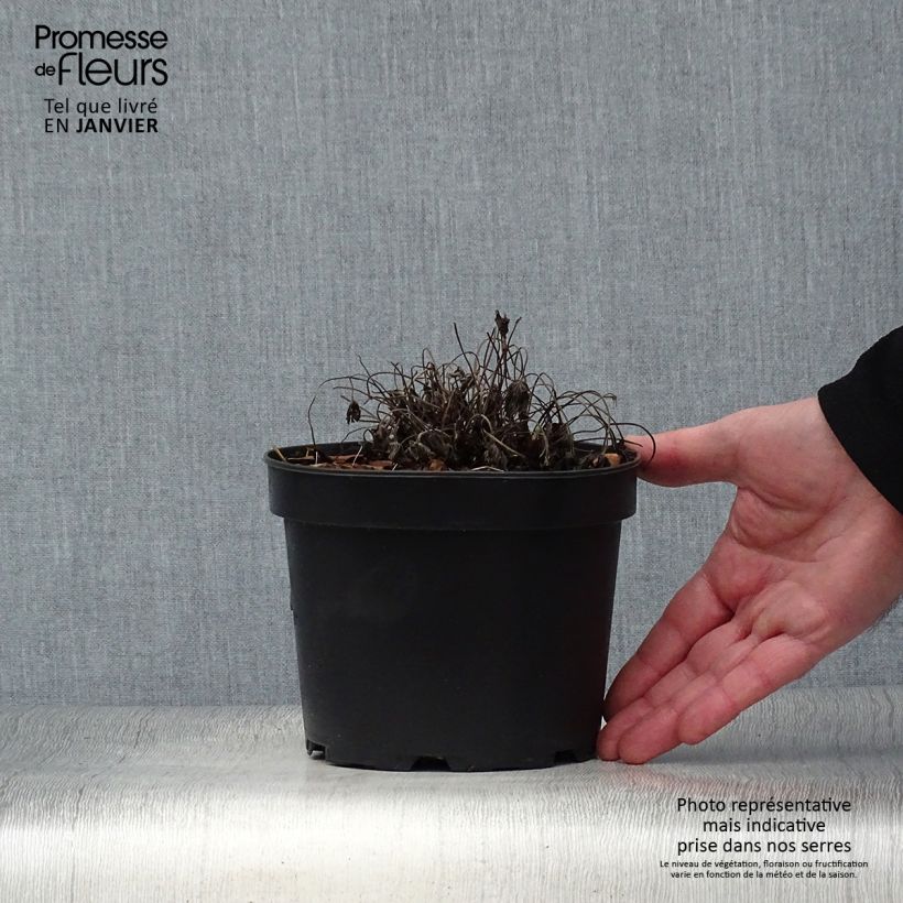 Amostra de Géranium vivace oxonianum Sherwood Vaso de 2 L/3 L tal como entregue no inverno