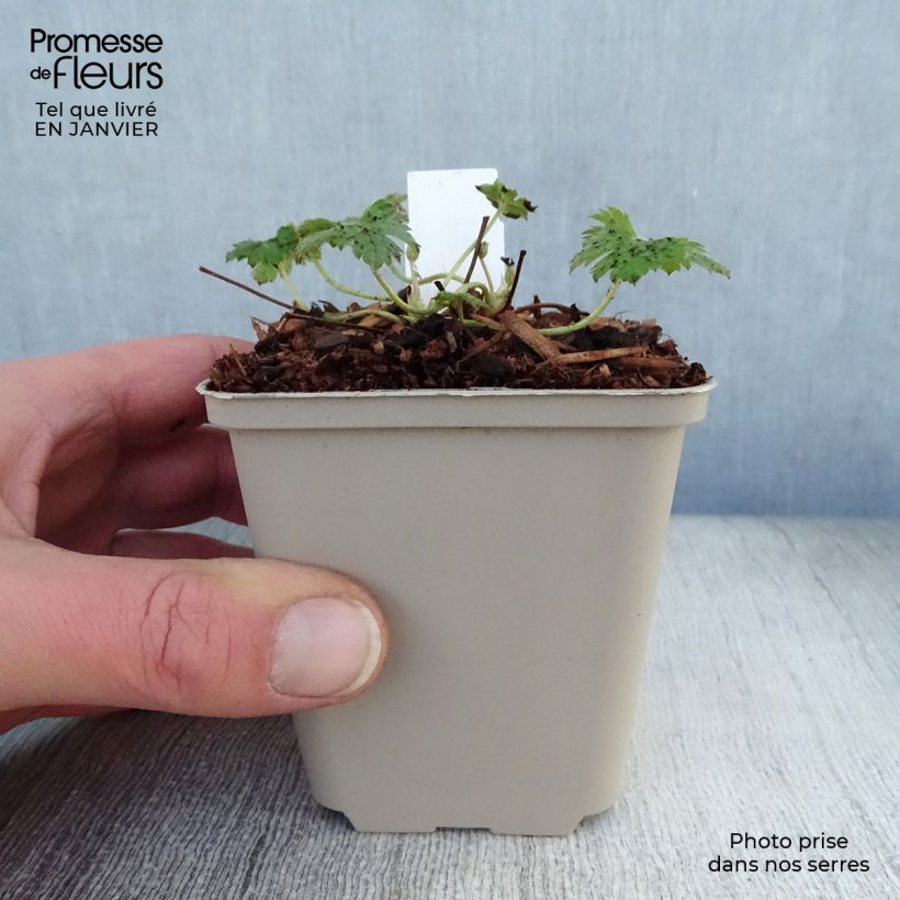 Amostra de Gerânio Southcombe Double Vaso de 8/9 cm tal como entregue no inverno