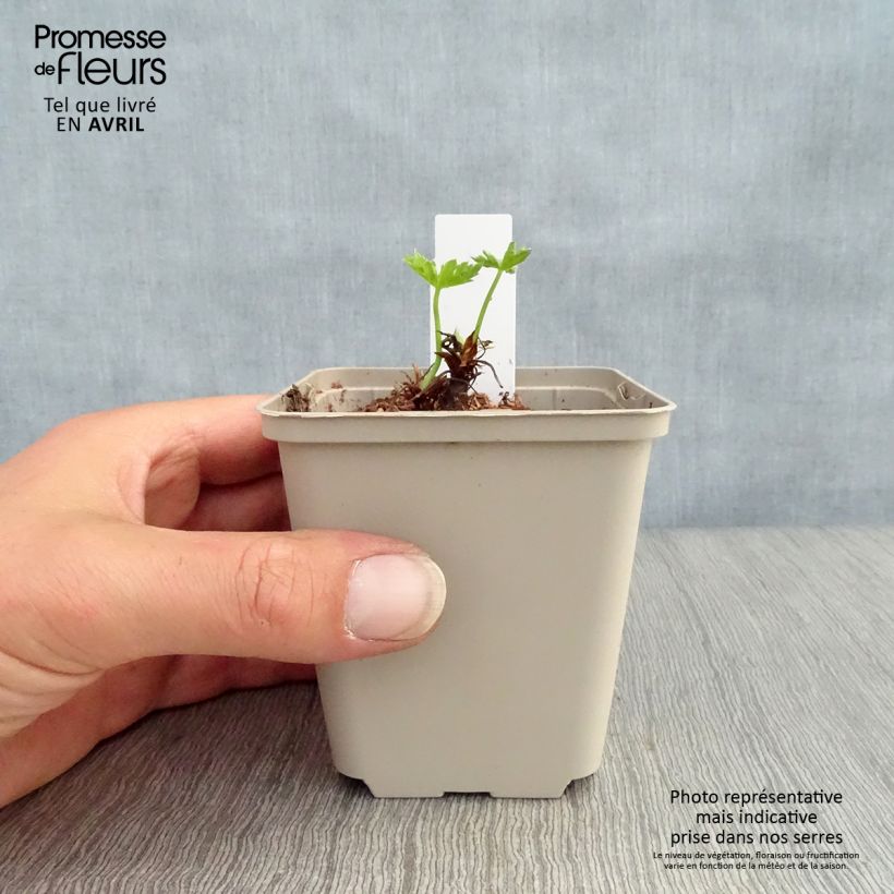 Amostra de Gerânio Southcombe Double Vaso de 8/9 cm tal como entregue na primavera