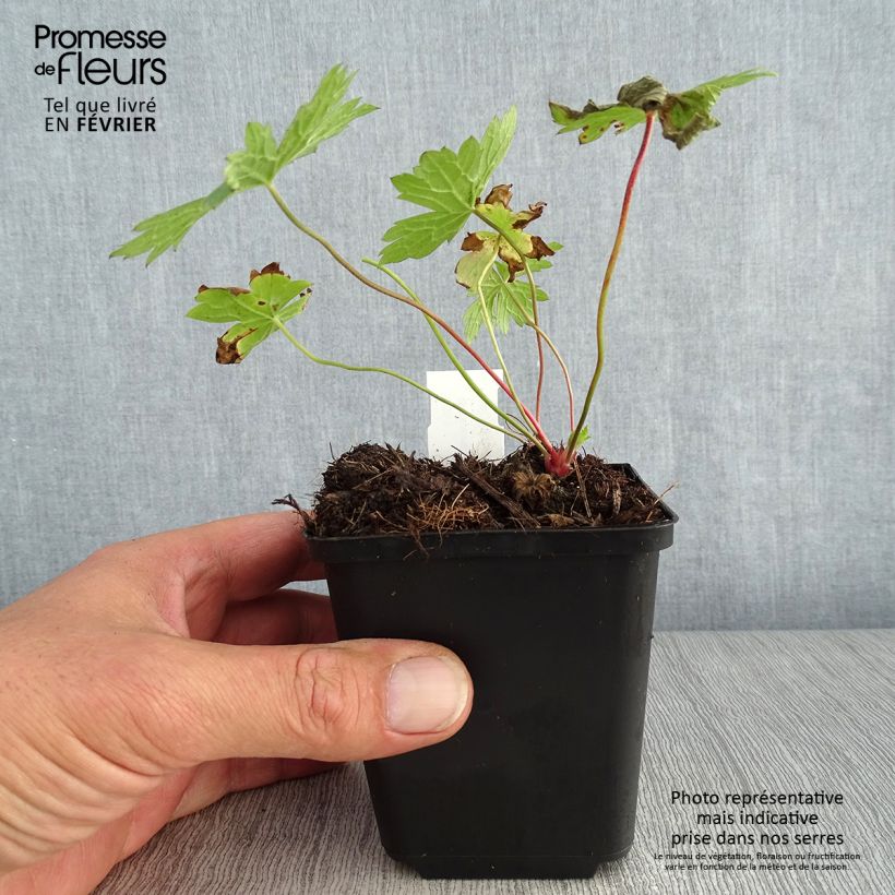 Amostra de Geranium x oxonianum f. thurstonianum Vaso de 8/9 cm tal como entregue no outono