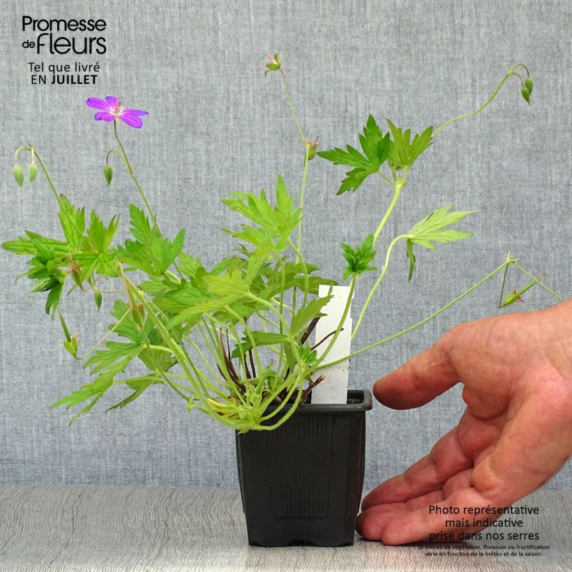 Amostra de Geranium palustre Vaso de 8/9 cm tal como entregue no verão