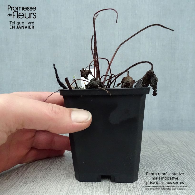 Amostra de Géranium vivace palustre Vaso de 8/9 cm tal como entregue no inverno