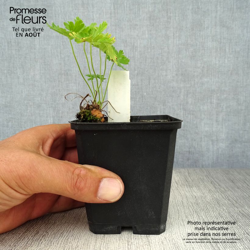 Amostra de Geranium phaeum Album Vaso de 8/9 cm tal como entregue no verão