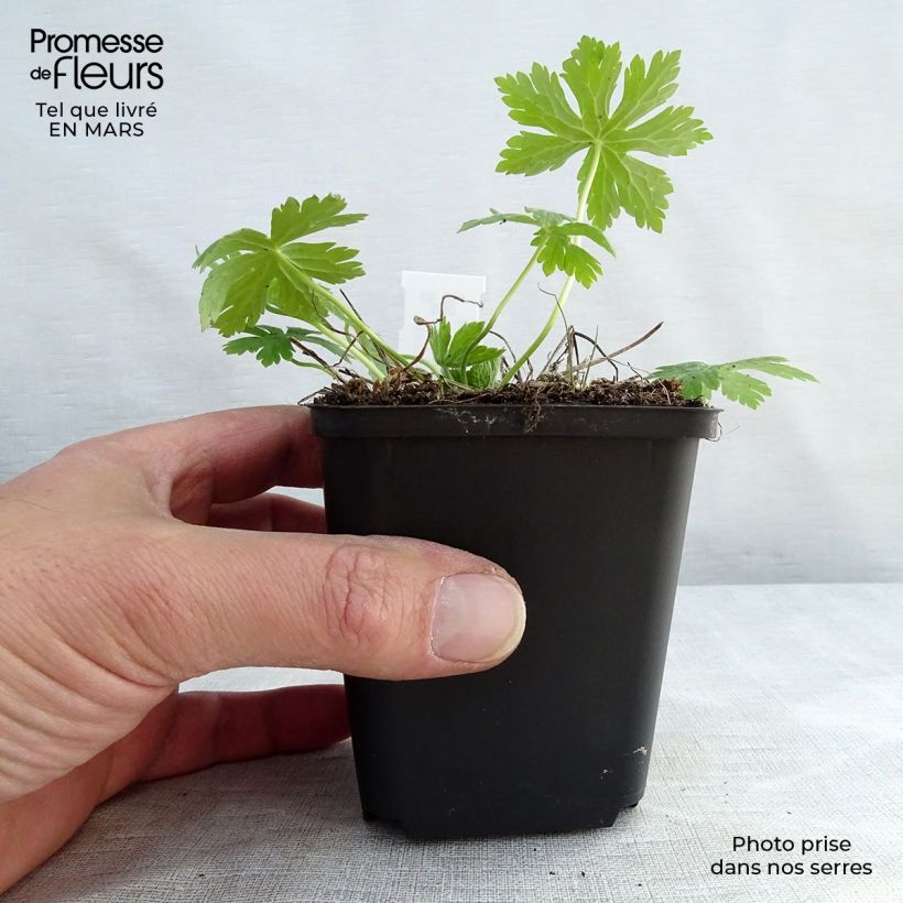 Amostra de Geranium phaeum Album Vaso de 8/9 cm tal como entregue na primavera