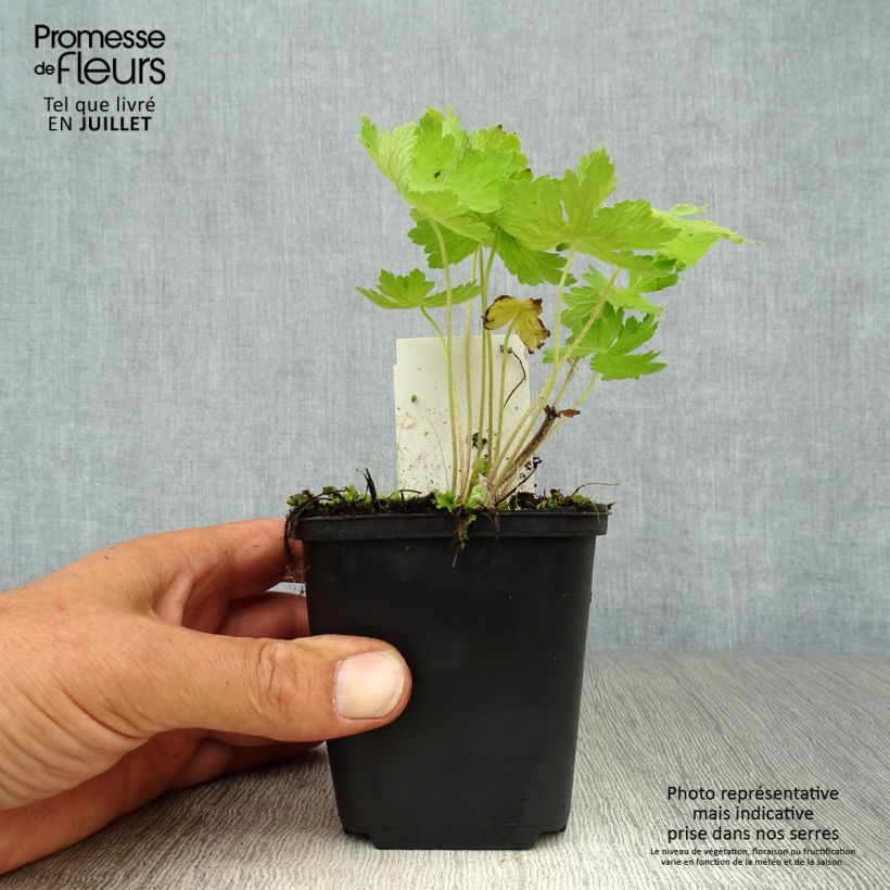 Amostra de Geranium phaeum Vaso de 8/9 cm tal como entregue no verão