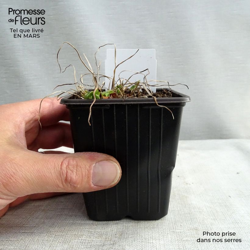 Amostra de Geranium phaeum Vaso de 8/9 cm tal como entregue na primavera