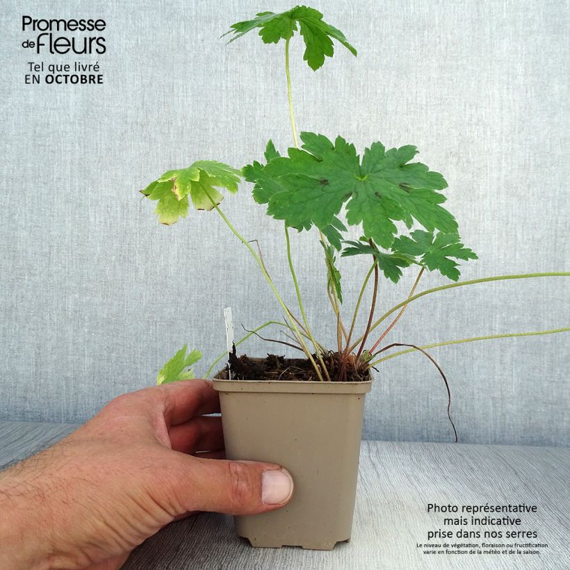 Amostra de Geranium phaeum Golden Spring Vaso de 8/9 cm tal como entregue no outono