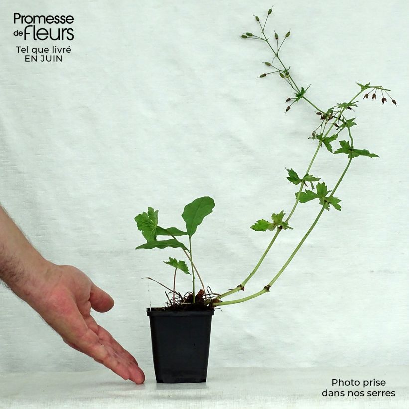 Amostra de Geranium phaeum Golden Spring Vaso de 8/9 cm tal como entregue no verão