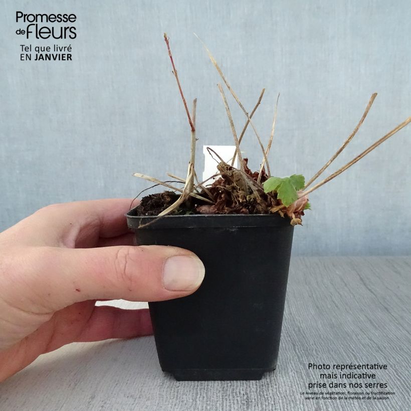 Amostra de Géranium vivace phaeum Golden Spring Vaso de 8/9 cm tal como entregue no inverno