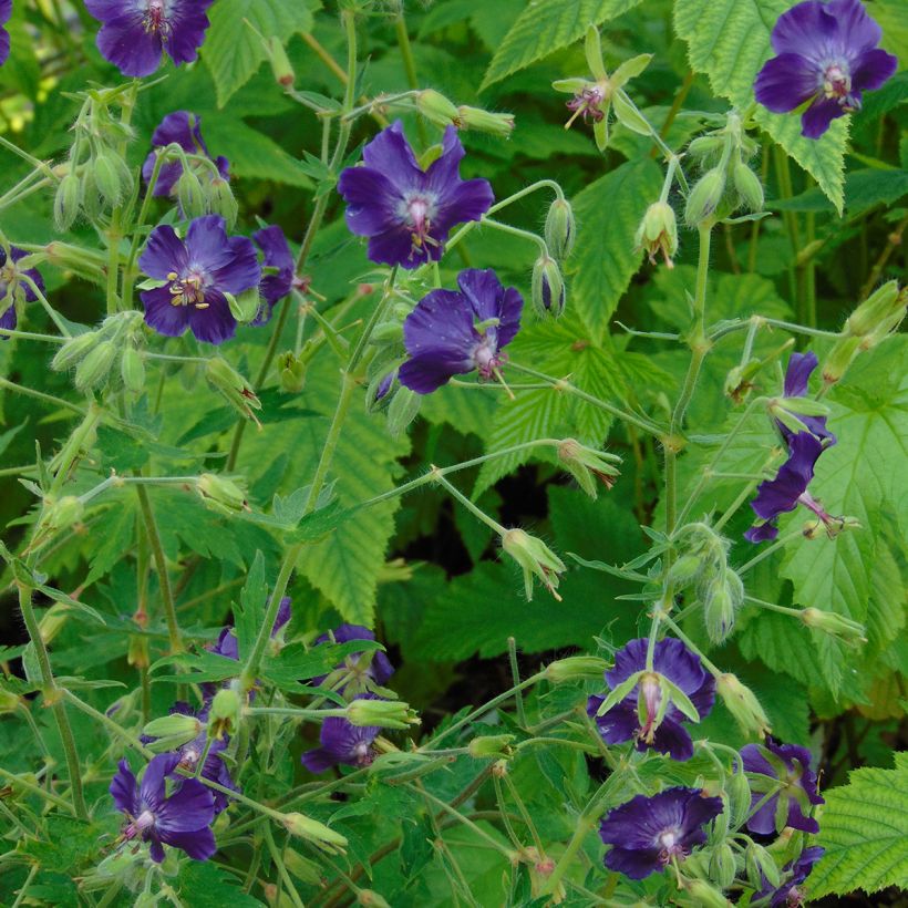 Geranium phaeum Lily Lovell (Hábito)