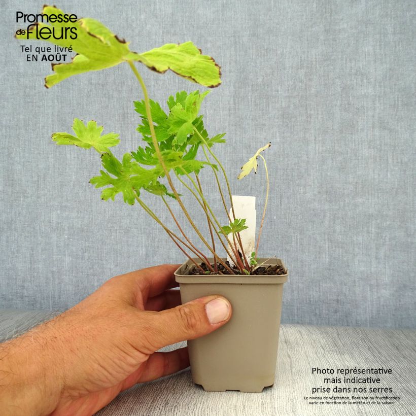 Amostra de Geranium phaeum Lily Lovell Vaso de 8/9 cm tal como entregue no verão