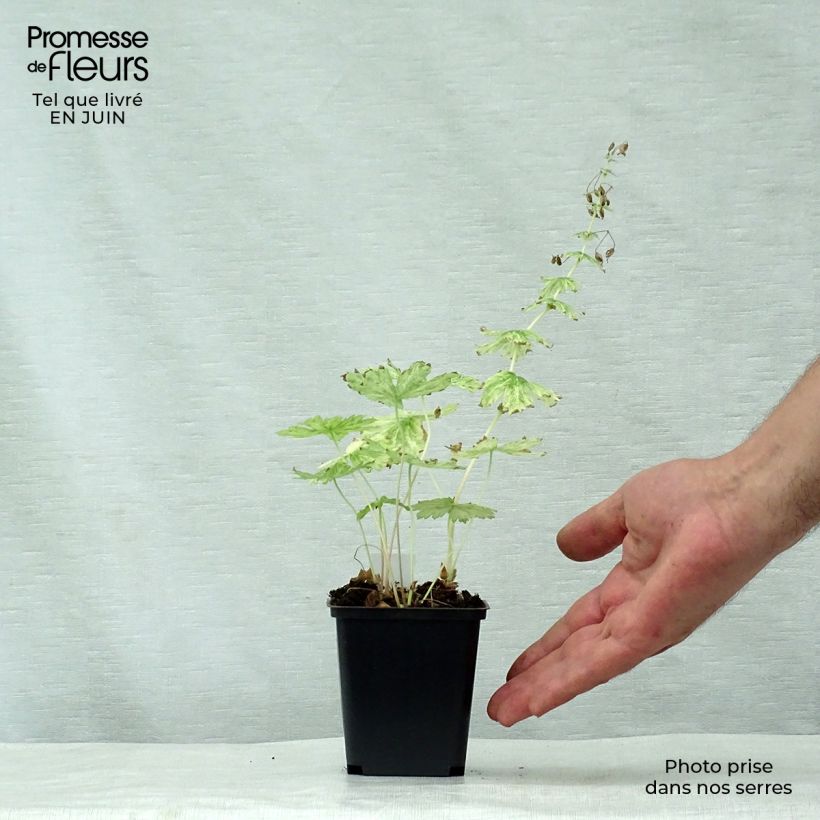 Amostra de Geranium phaeum Margaret Wilson Vaso de 8/9 cm tal como entregue no verão