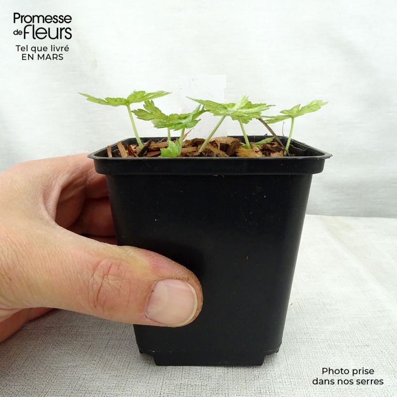 Amostra de Geranium phaeum Margaret Wilson Vaso de 8/9 cm tal como entregue na primavera