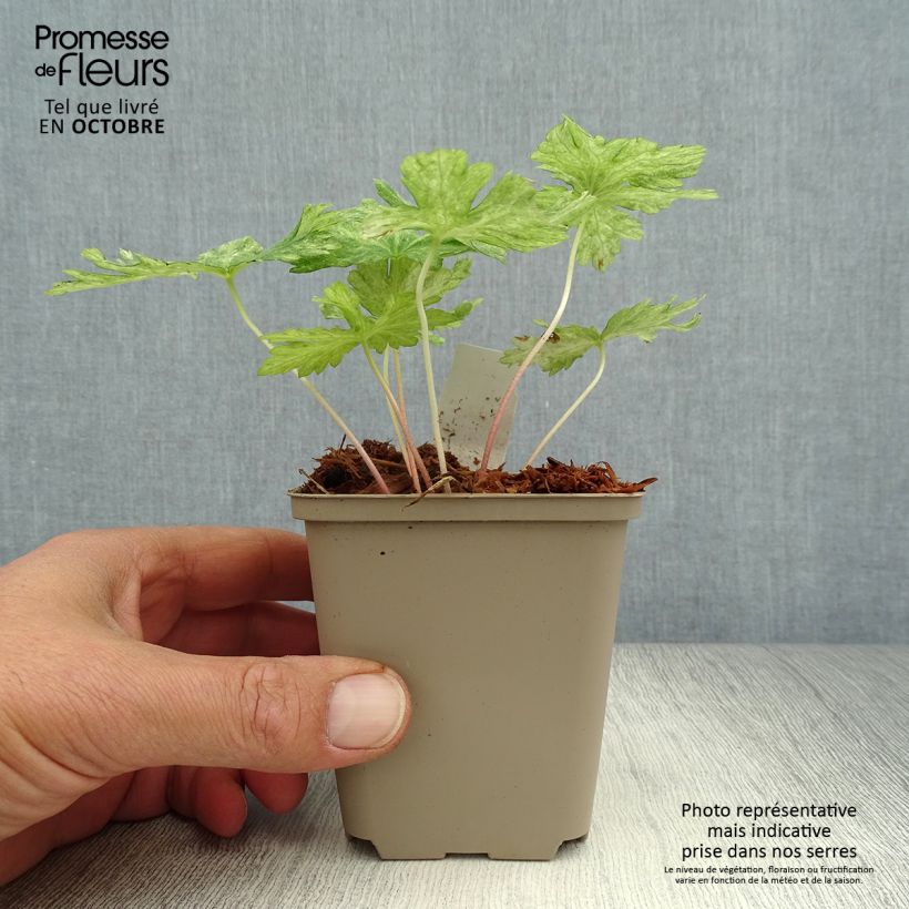 Amostra de Geranium phaeum Margaret Wilson Vaso de 8/9 cm tal como entregue no outono