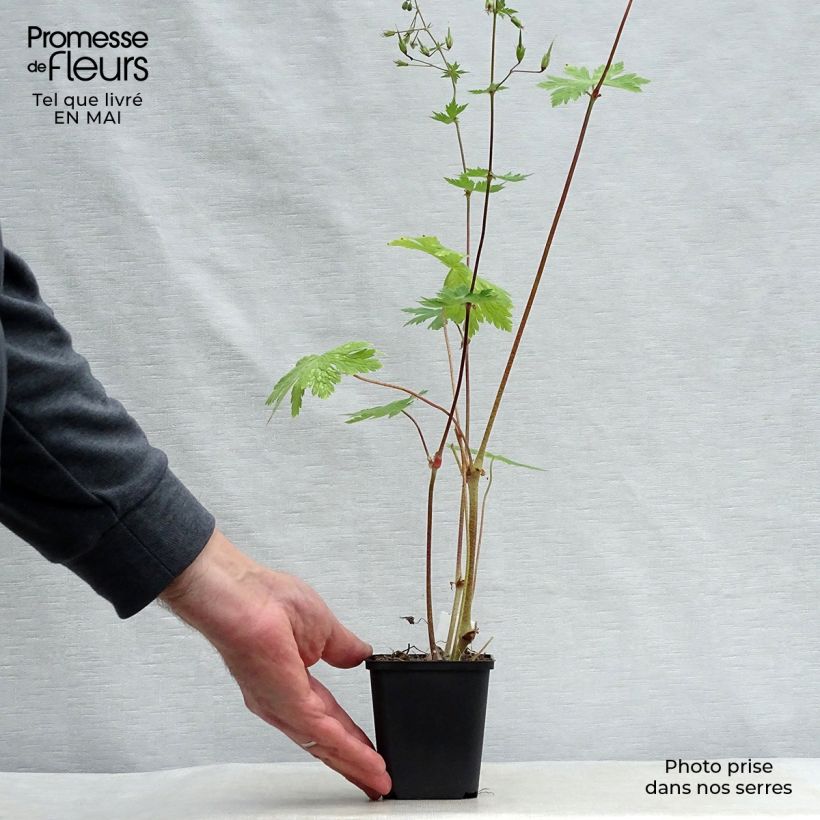 Amostra de Geranium phaeum Mourning Widow Vaso de 8/9 cm tal como entregue na primavera