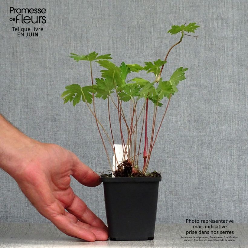 Amostra de Geranium phaeum Mourning Widow Vaso de 8/9 cm tal como entregue no verão
