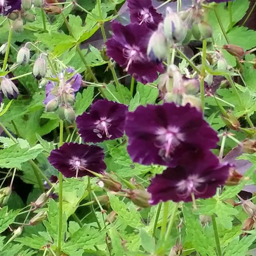 Geranium phaeum Raven (Floração)