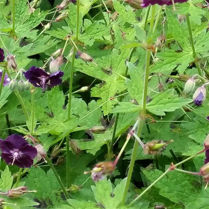 Geranium phaeum Raven (Folhagem)