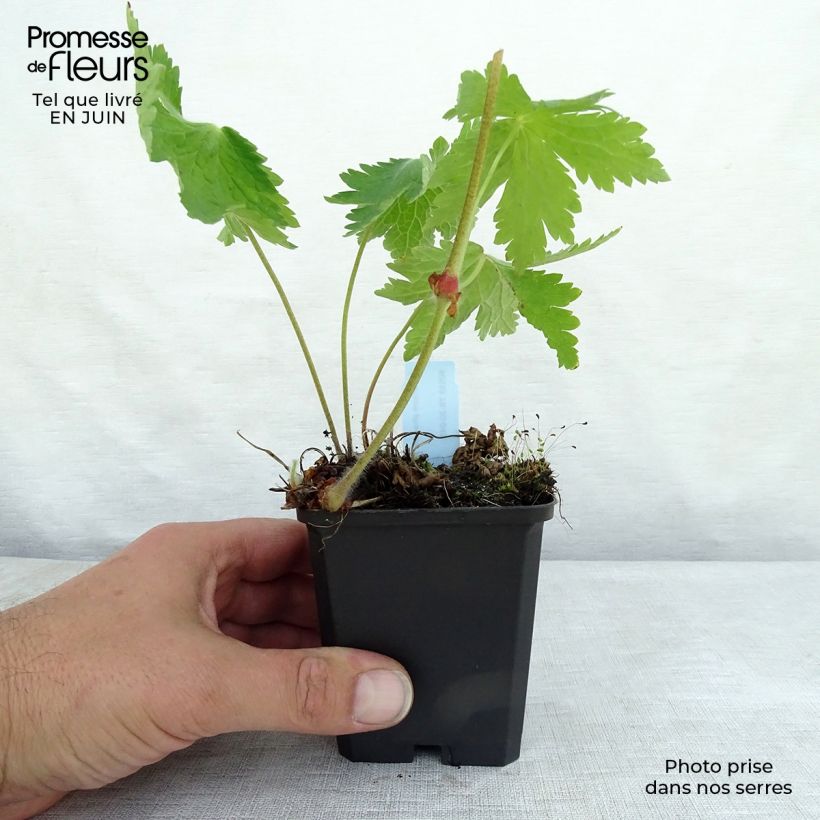 Amostra de Geranium phaeum Raven Vaso de 8/9 cm tal como entregue no verão
