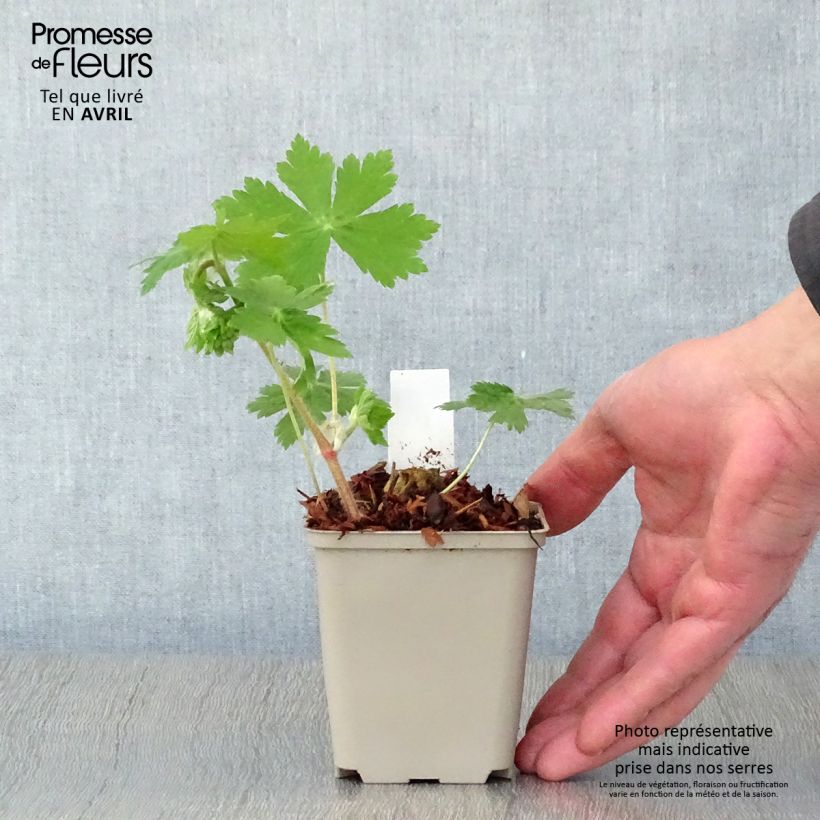 Amostra de Geranium phaeum Raven Vaso de 8/9 cm tal como entregue na primavera