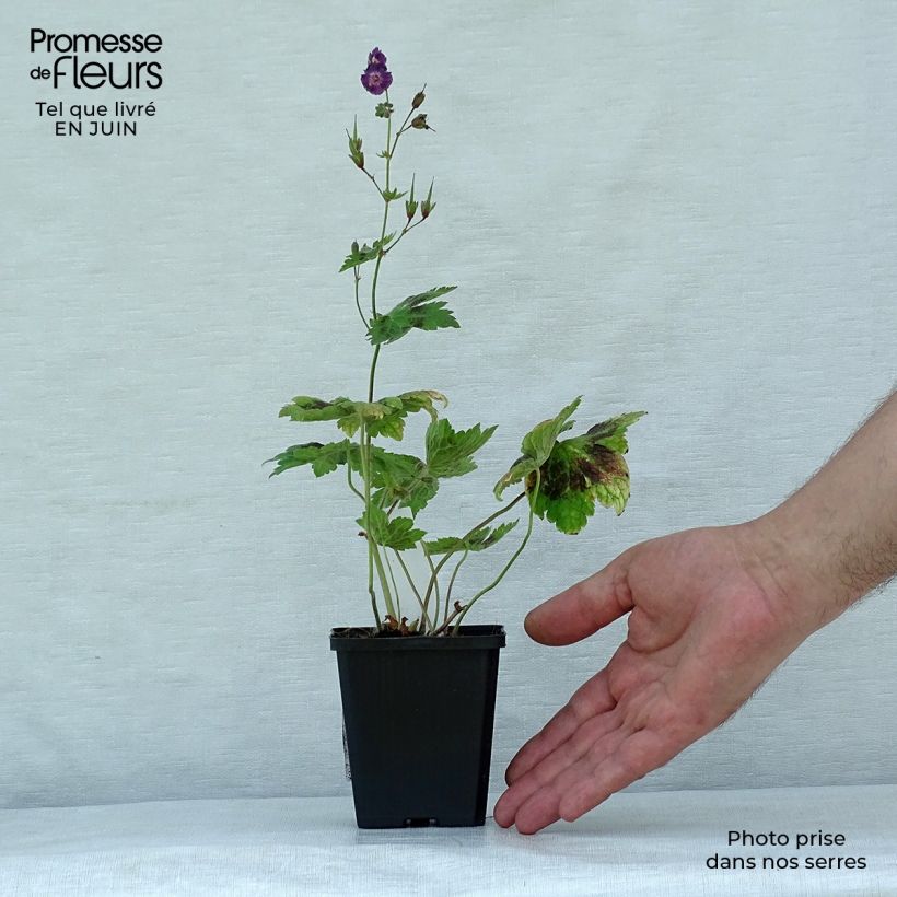 Amostra de Geranium phaeum Samobor Vaso de 8/9 cm tal como entregue no verão