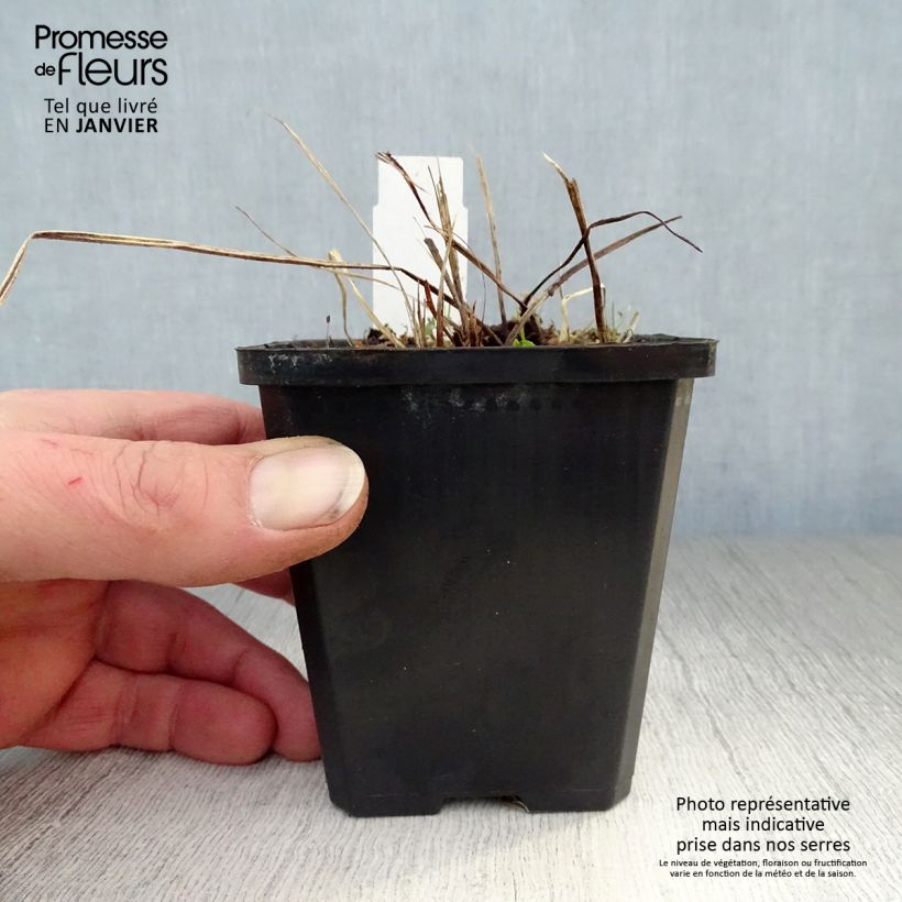 Amostra de Geranium phaeum Samobor Vaso de 8/9 cm tal como entregue no inverno