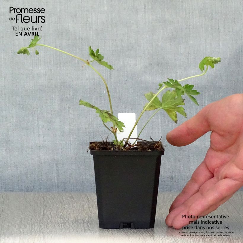 Amostra de Geranium phaeum Samobor Vaso de 8/9 cm tal como entregue na primavera