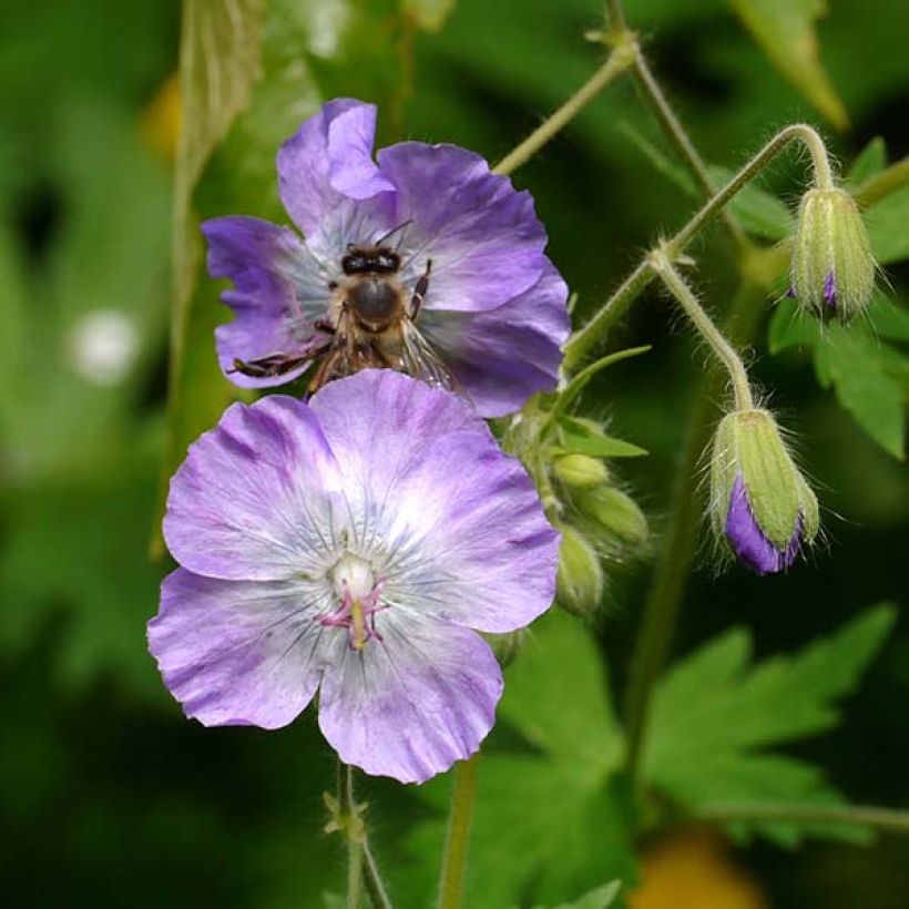 Geranium phaeum var lividum (Floração)
