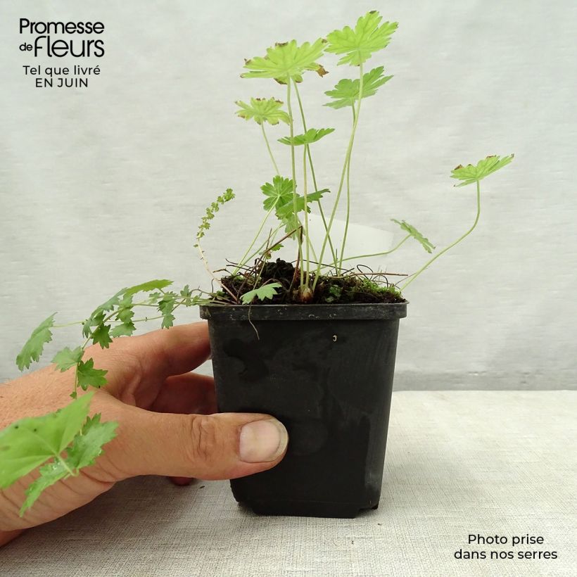 Amostra de Geranium phaeum var lividum Vaso de 8/9 cm tal como entregue no verão