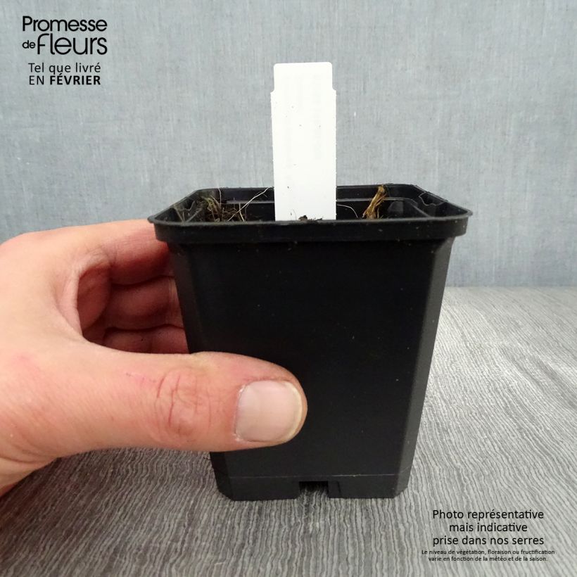 Amostra de Géranium vivace pratense Algera Double - Géranium des prés Vaso de 8/9 cm tal como entregue no inverno