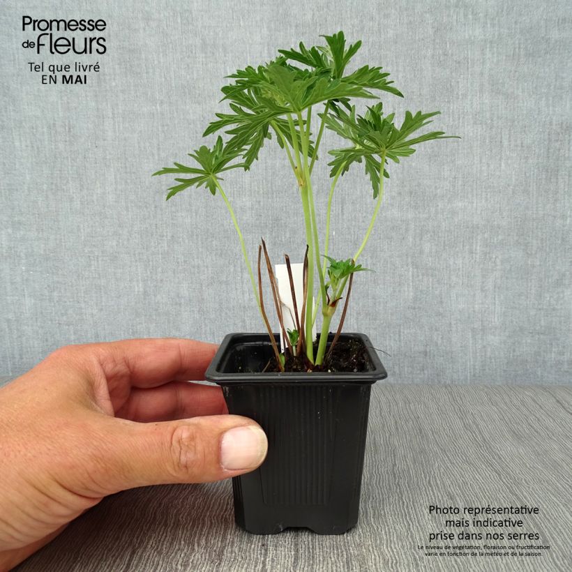 Amostra de Geranium pratense Algera Double Vaso de 8/9 cm tal como entregue na primavera