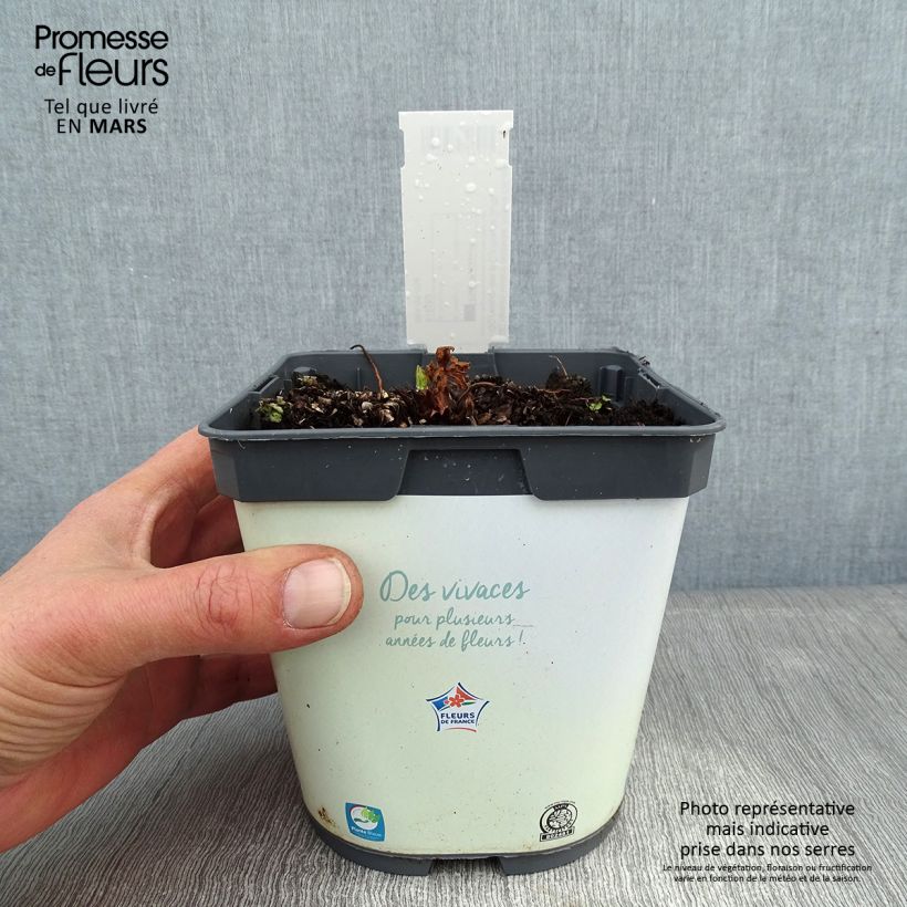 Amostra de Géranium vivace pratense Algera Double - Géranium des prés Vaso de 2 L/3 L tal como entregue no inverno