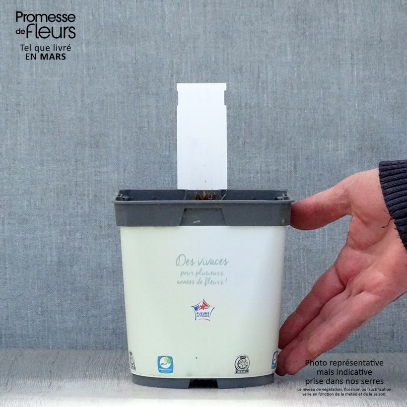 Amostra de Geranium pratense Algera Double Vaso de 2 L/3 L tal como entregue na primavera