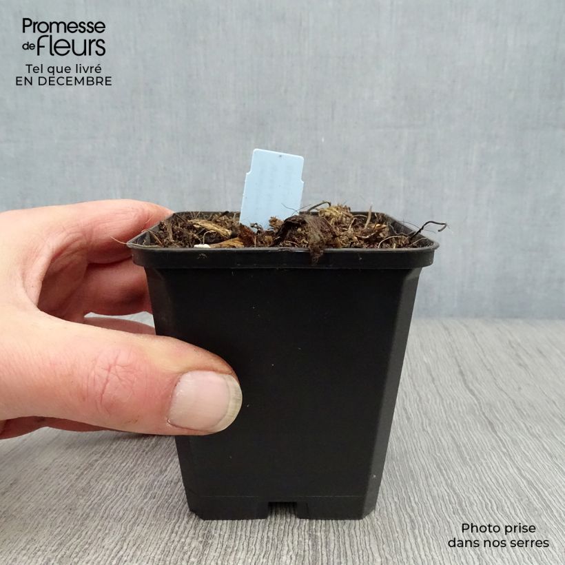 Amostra de Geranium vivace pratense Black'n White Army Vaso de 8/9 cm tal como entregue no inverno