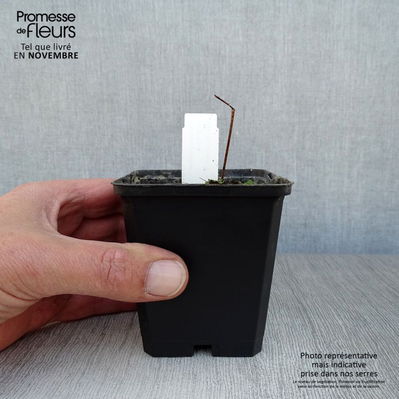 Amostra de Geranium pratense Black n white Army Vaso de 8/9 cm tal como entregue no outono