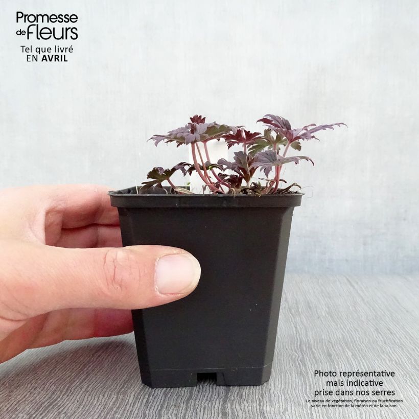 Amostra de Geranium pratense Black n white Army Vaso de 8/9 cm tal como entregue na primavera