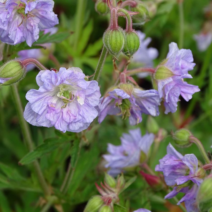 Geranium pratense Cloud Nine (Floração)