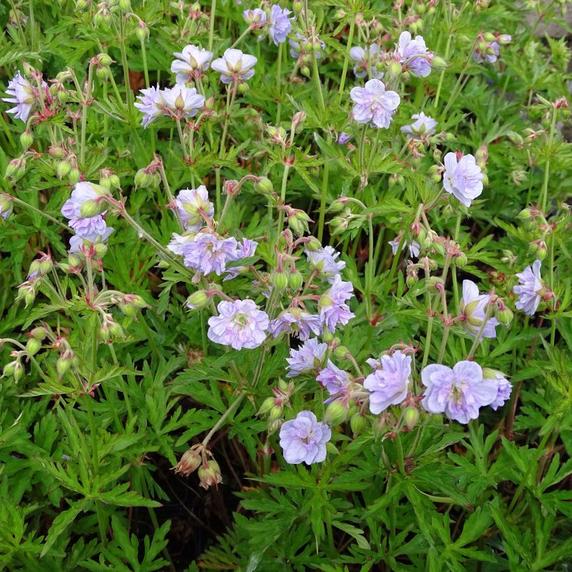 Geranium pratense Cloud Nine (Hábito)