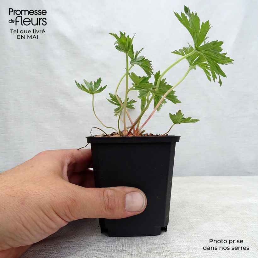 Amostra de Geranium pratense Cloud Nine Vaso de 8/9 cm tal como entregue na primavera