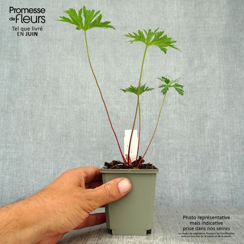 Amostra de Geranium pratense Cloud Nine Vaso de 8/9 cm tal como entregue no verão