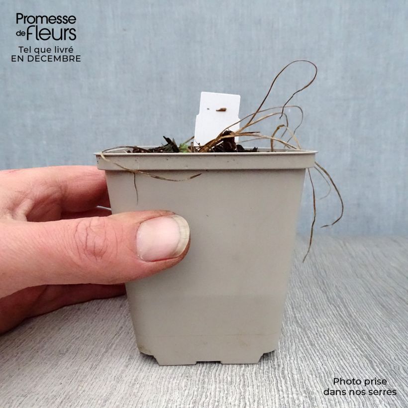 Amostra de Geranium pratense Cloud Nine Vaso de 8/9 cm tal como entregue no inverno