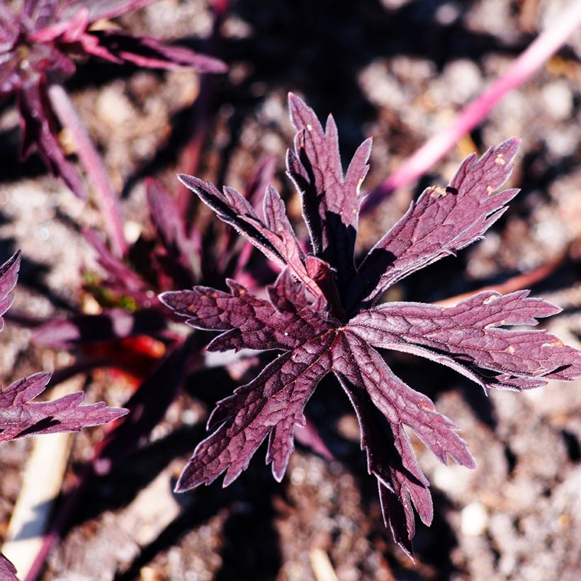 Geranium pratense Dark Reiter (Folhagem)
