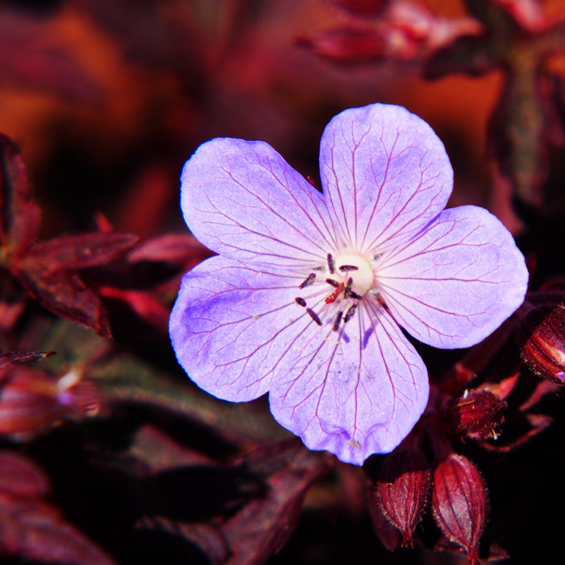 Geranium pratense Dark Reiter (Floração)