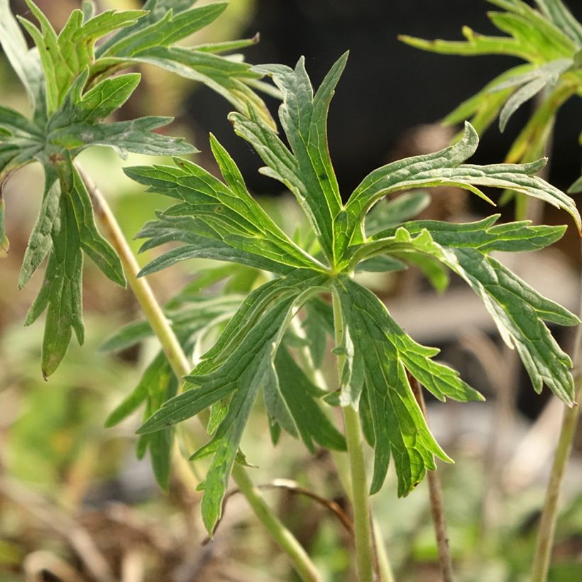Geranium pratense Double Jewel (Folhagem)