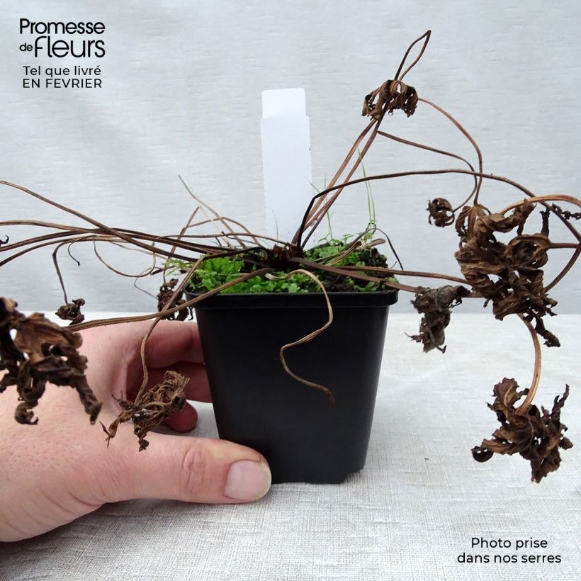 Amostra de Géranium vivace pratense Galactic - Géranium des près blanc Vaso de 8/9 cm tal como entregue no inverno