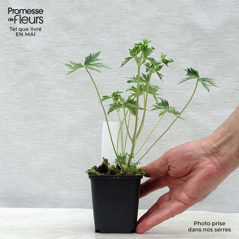 Amostra de Gerânio Galactic - Geranium pratense f. albiflorum Vaso de 8/9 cm tal como entregue na primavera